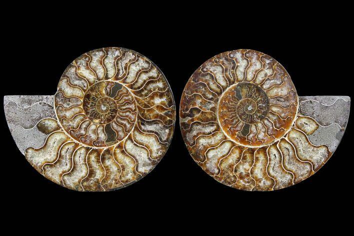 Cut & Polished Ammonite Fossil - Agatized #91183